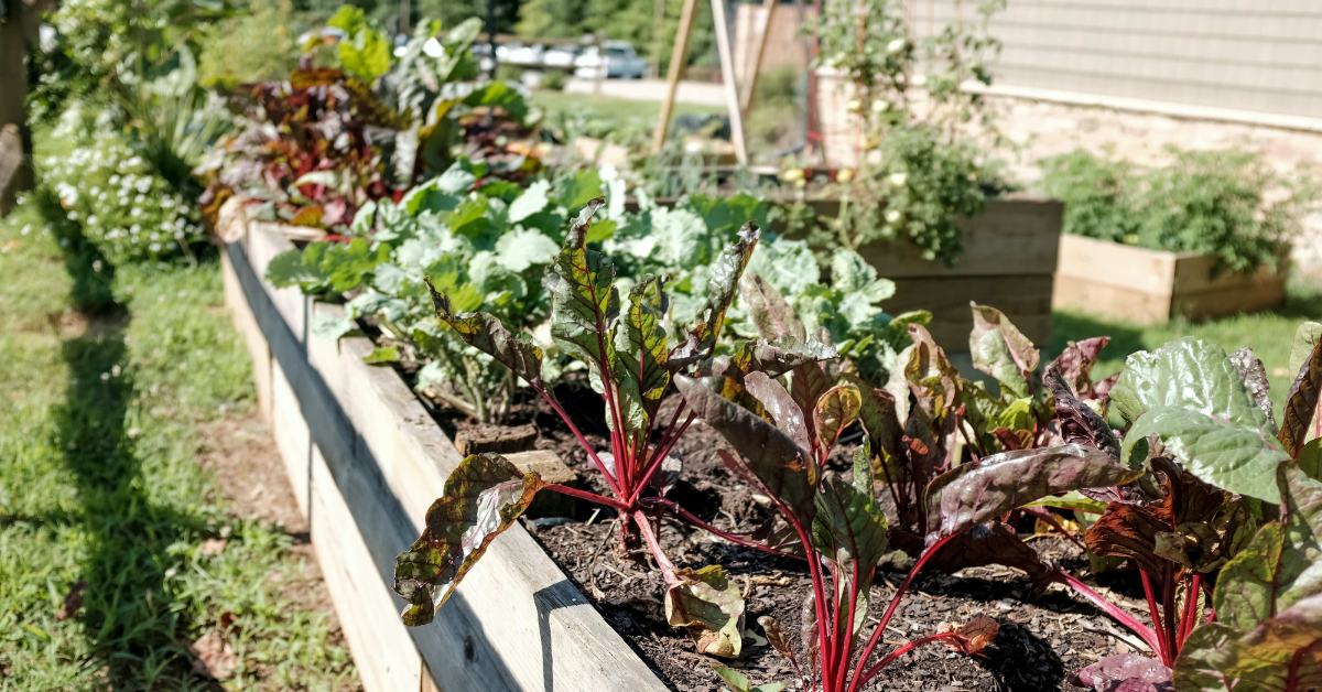 The monsoon temperature is ideal for you to start your kitchen garden; Picture source: Gardenary