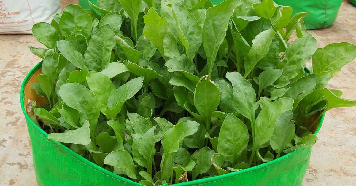 You can grow leafy greens like spinach and fenugreek at home during the monsoon season; Picture source: Rehoboth Organic Farms
