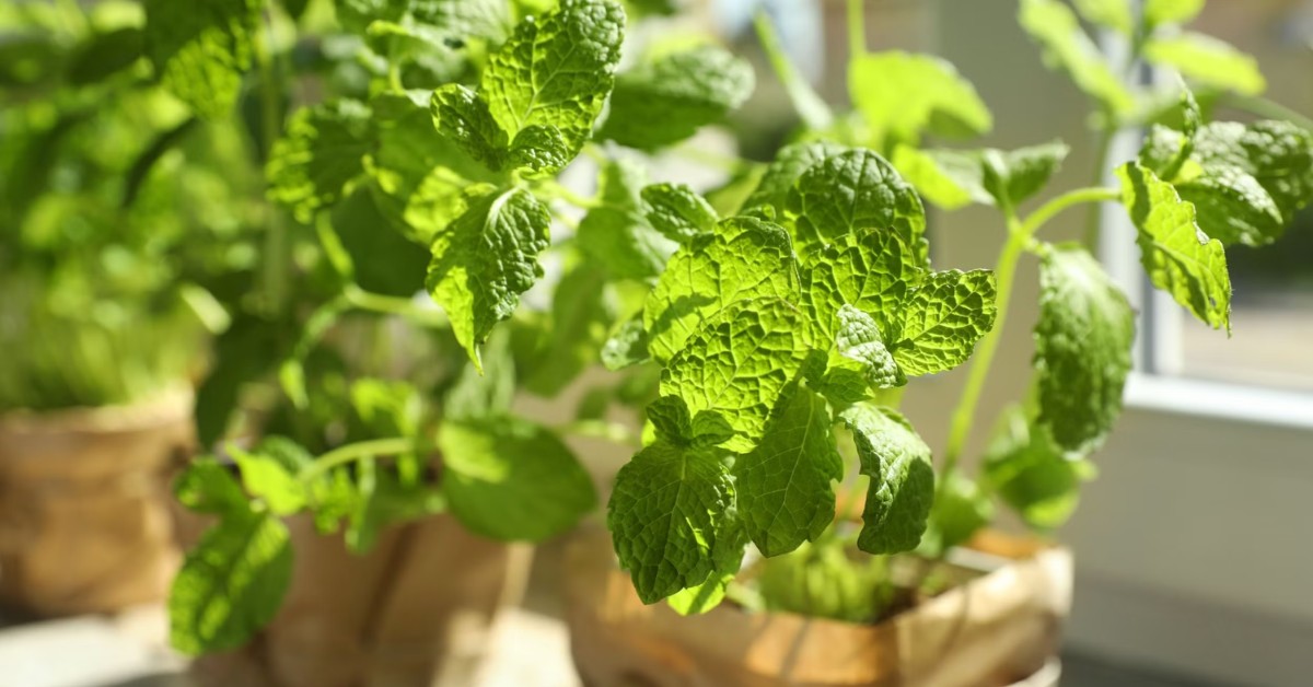 You can also start growing herbs like mint and basil during the monsoon season in your kitchen garden; Picture source: Backyard Boss