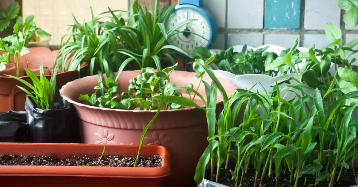 Make sure not to overwater the plants in your kitchen garden during the monsoon season; Picture source: India Food Network