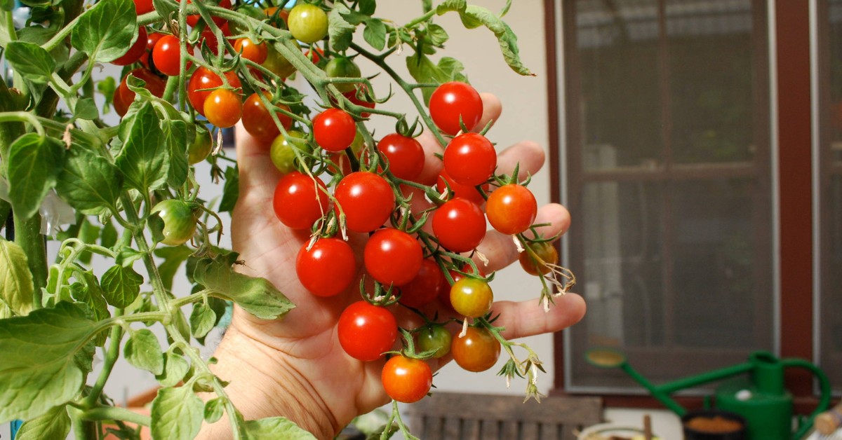 You can grow your vegetables at home and make sure your family is eating healthy every day; Picture source: Houzz