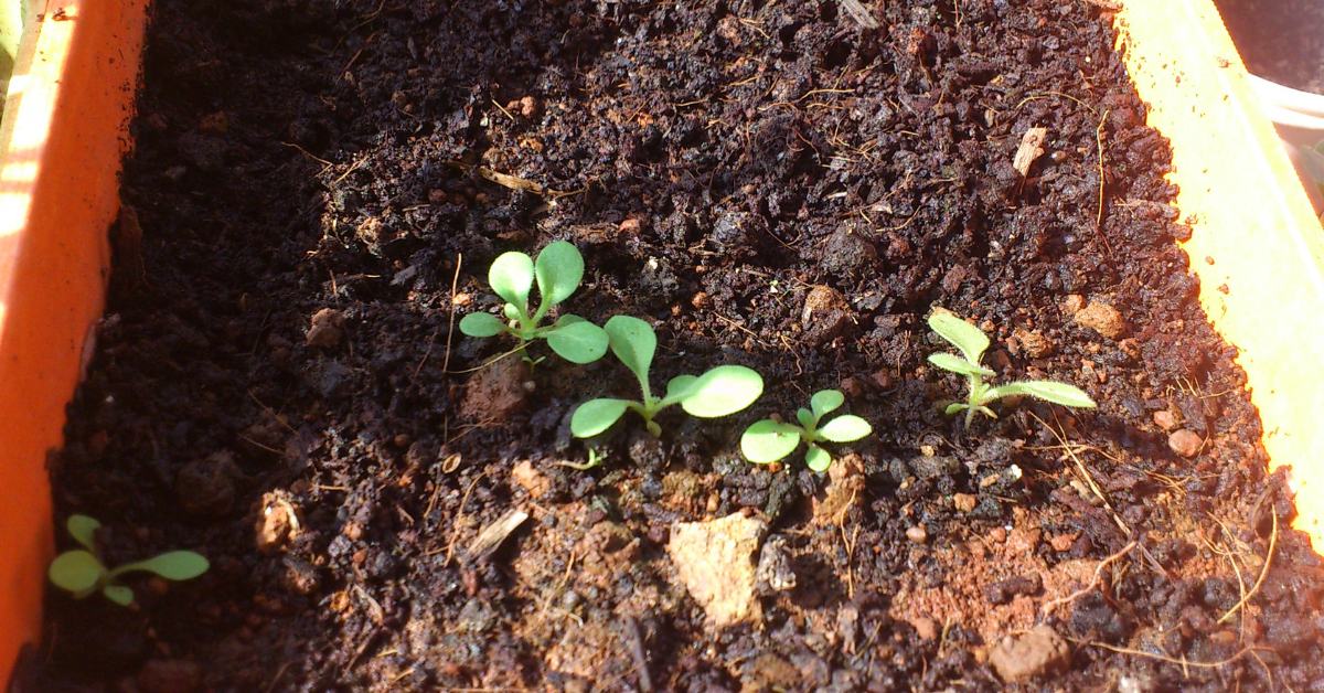 Encourage your child to keep a sprouting diary, drawing what they see or measuring the growth of the seed each day; Picture source: Seedgerminator