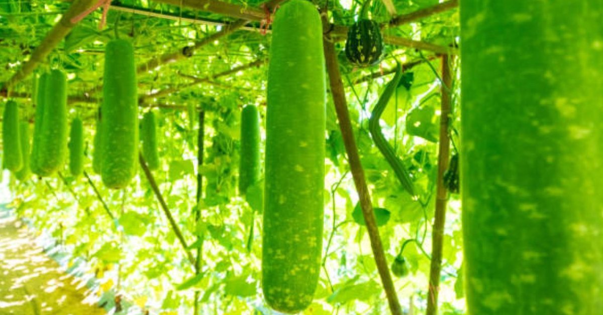 Monsoon is the best time to start growing bottle gourd on your terrace or balcony; Picture source: Kisan Vedika