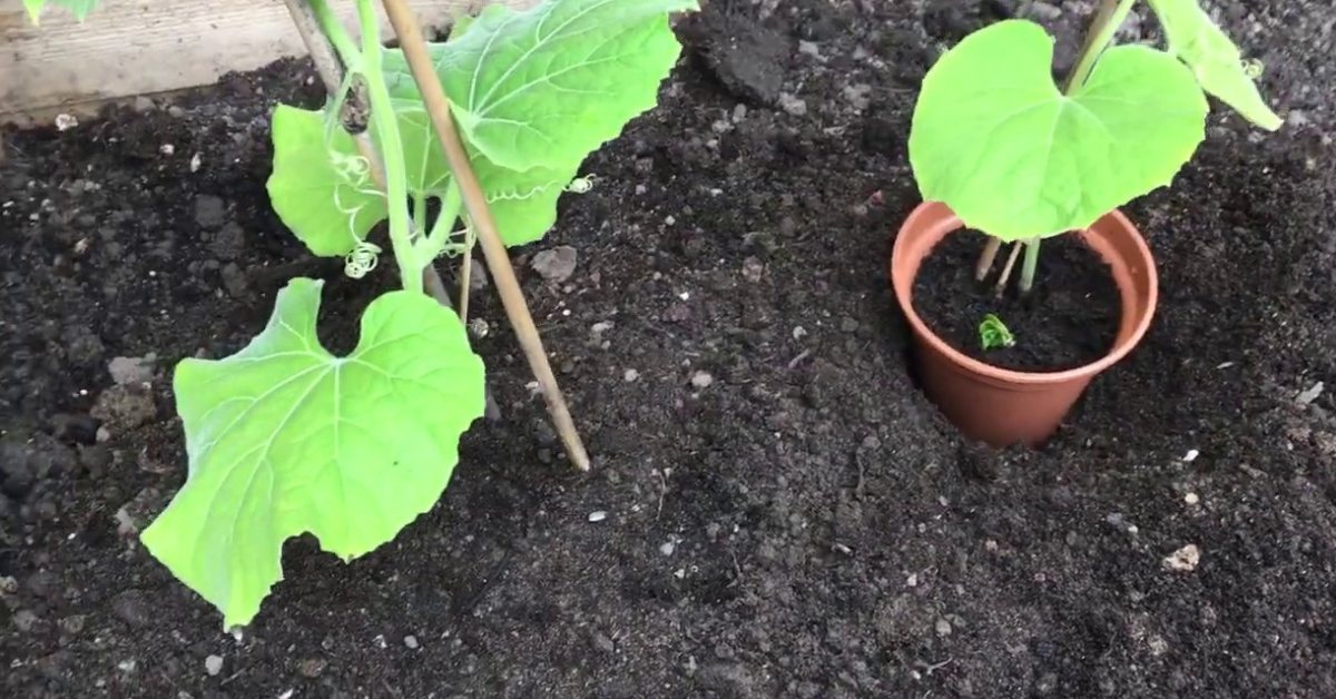 Enrich the soil with nutrients that help to retain moisture so you can grow a healthy bottle gourd plant; Picture source: Labony Kitchen UK