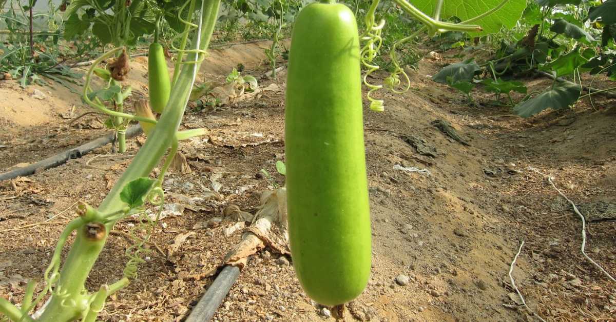 Teach your kids to water at the base of the plants rather than the leaves to avoid fungal diseases; Picture source: Homegardennet.com