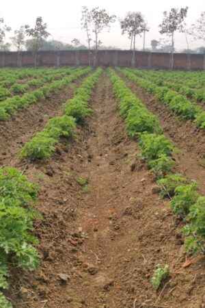 Geranium farming in Chhattisgarh
