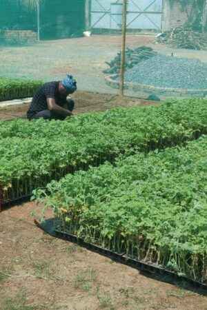 Geranium farming in Chhattisgarh