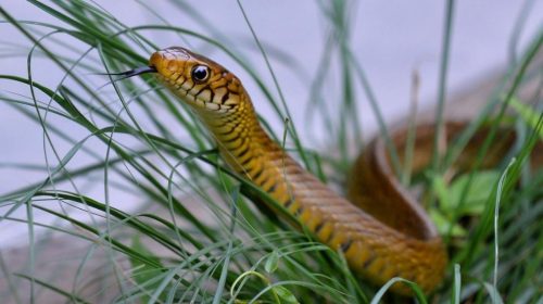 Rat snakes in Kerala are non-venomous and often mistaken for cobras due to their size and behavior.