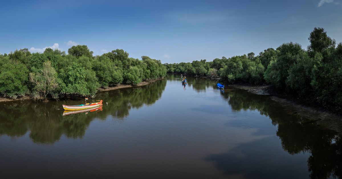 mangrove forest in Mumbai