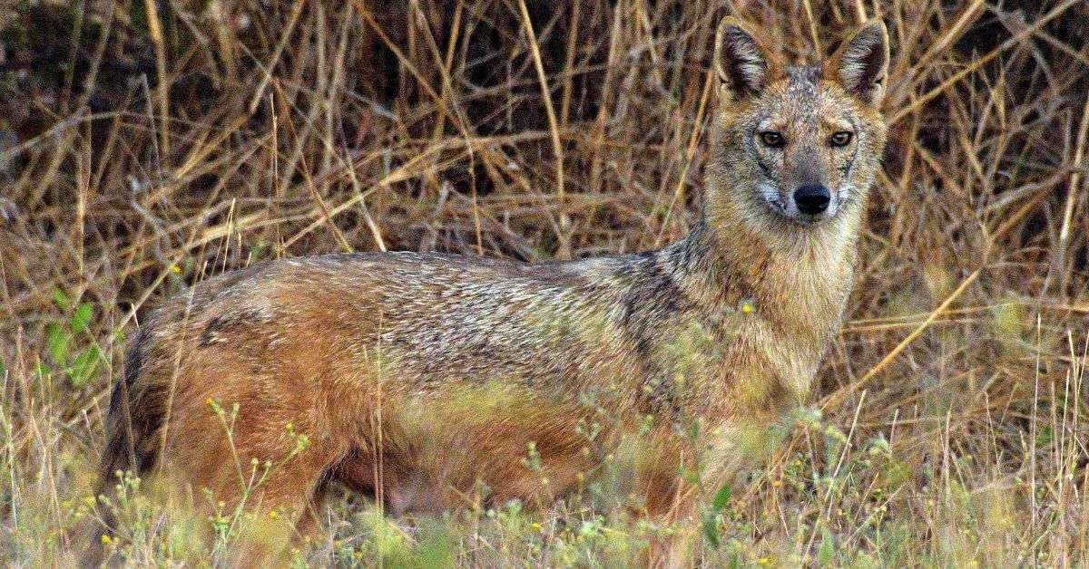 The golden jackal