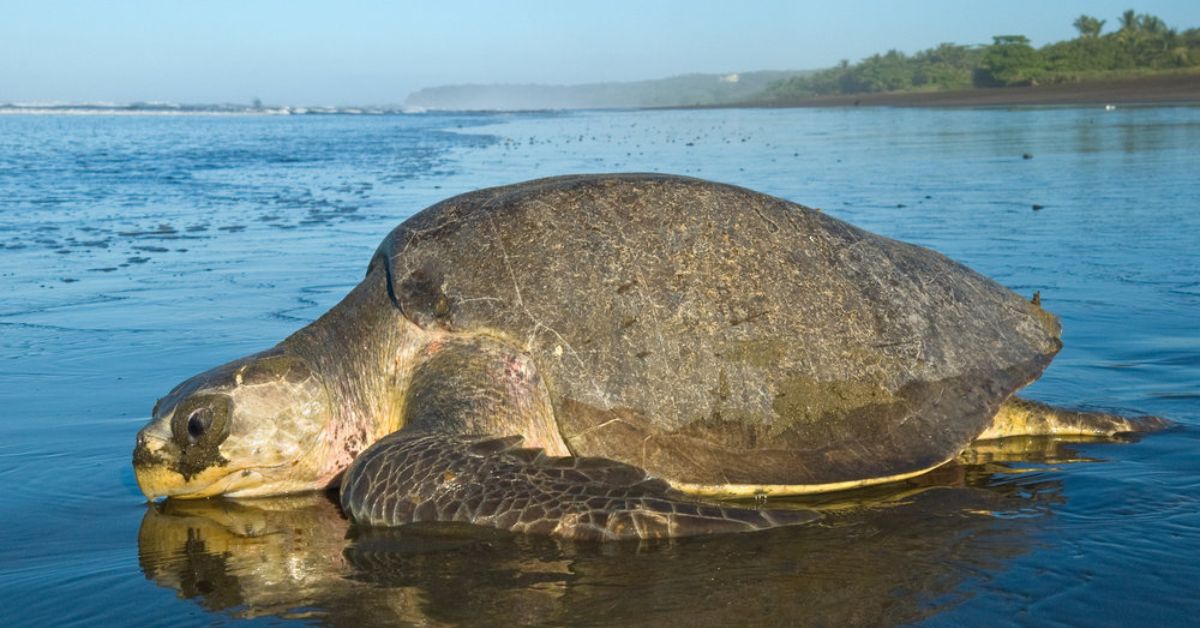 In 2025, one satellite-tagged ridley travelled over 1,000 km from Gahirmatha to Andhra Pradesh within 51 days.