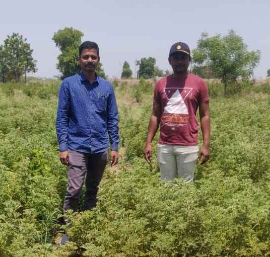 Geranium farming in Chhattisgarh