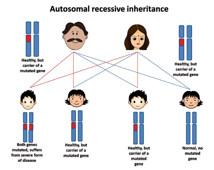 The genetic transmission of thalassemia