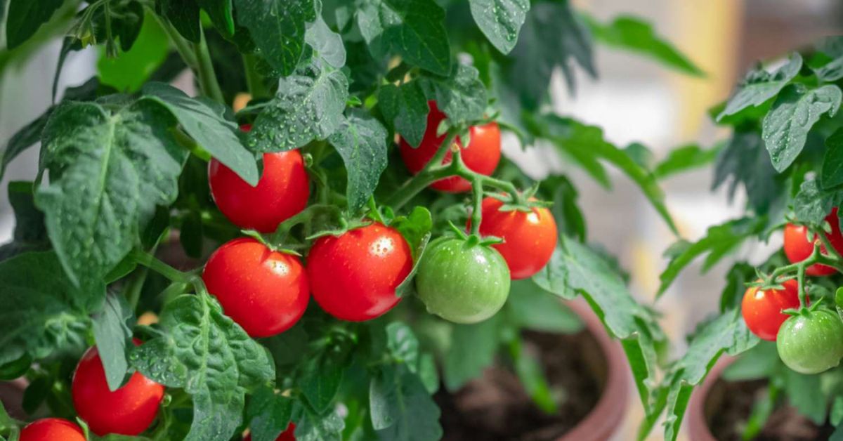 Once the seeds are dry, plant them about one centimetre deep into the soil to grow your tomato plant