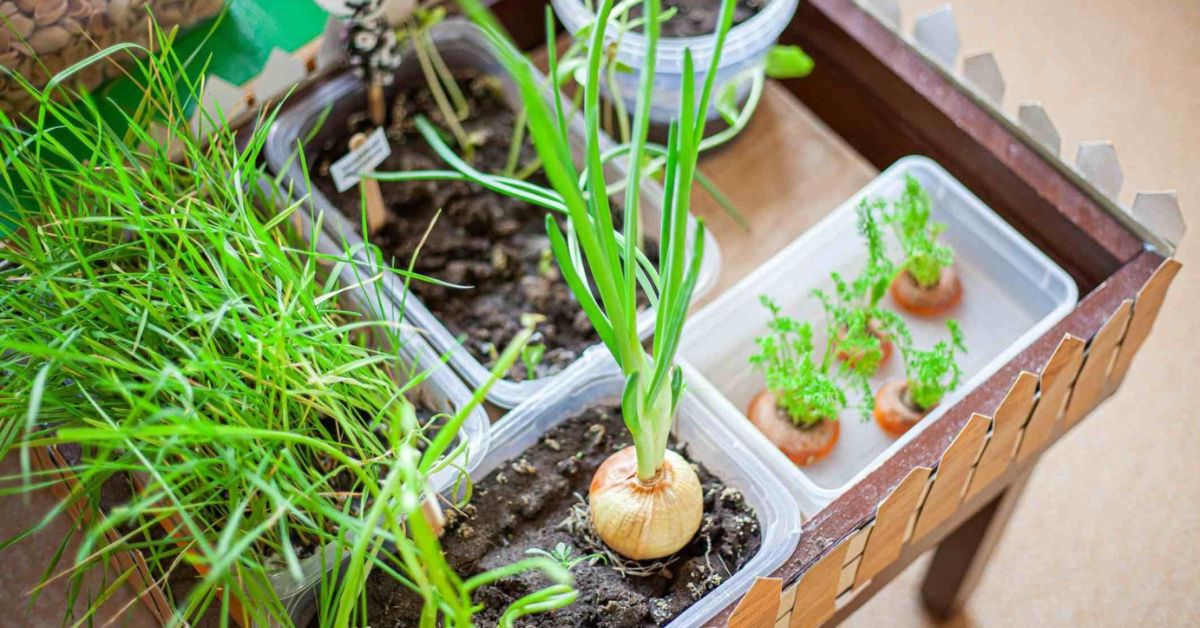Growing onions at home saves money and helps reduce food waste