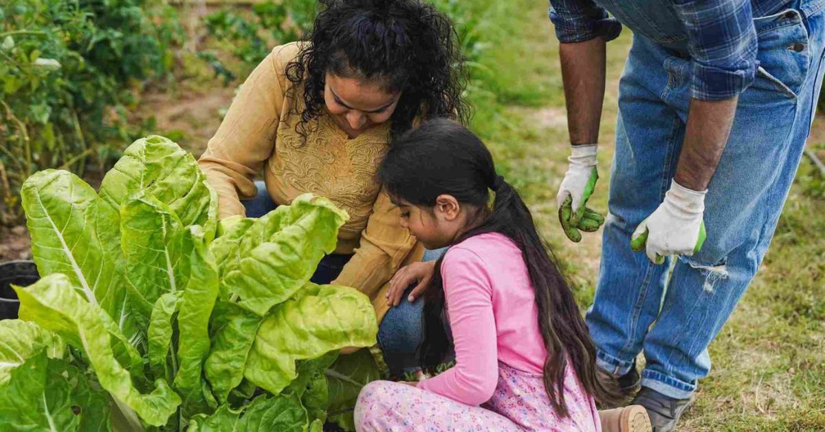 Lettuce grows quickly, and it is one of the easiest vegetables to regrow from kitchen scraps