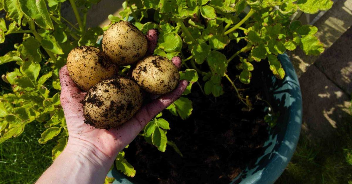 Prepare a pot with well-drained soil or choose a garden bed with good sunlight to grow your potato plant