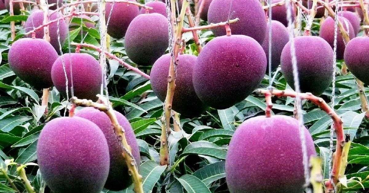 घर पर 3 लाख रुपये का आम उगाना चाहते हैं? यहाँ बताया गया है कि इस उडुपी किसान ने यह कैसे किया घर पर 3 लाख रुपये का आम उगाना चाहते हैं? यहाँ बताया गया है कि इस उडुपी किसान ने यह कैसे किया
