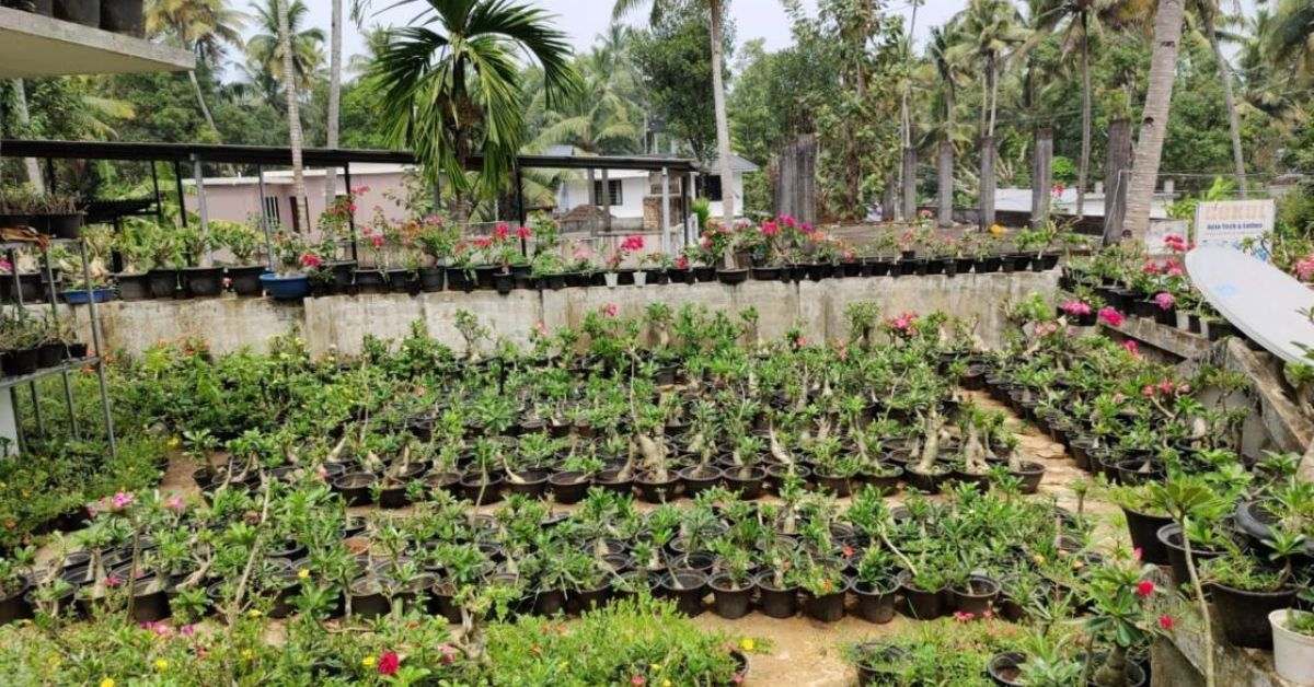 Anju began cultivating adeniums, also known as desert roses, plants that are hardy, drought-tolerant, and known for their sculptural shapes and vibrant blooms