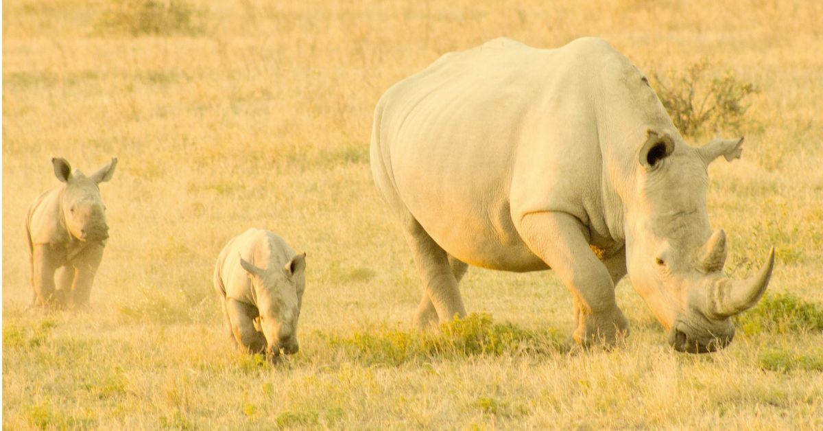 Home to over 2,600 one-horned rhinos, Kaziranga attracts global attention for its conservation success.