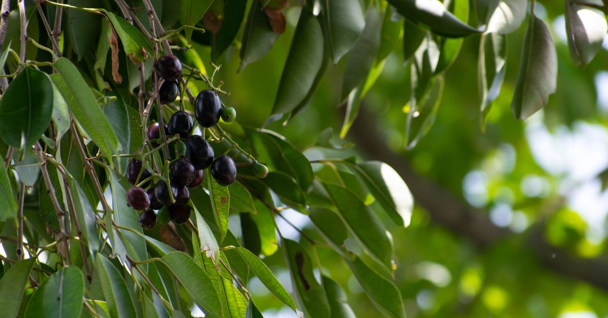 Jamun can tolerate a variety of soils but thrives best in loamy, slightly acidic soil.