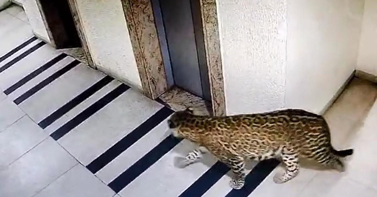There have been several instances of leopards wandering into urban centres.