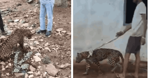 This Viral Video of an Injured Leopard From Rajasthan Is a Lesson on What Not To Do After Spotting a Wild Animal