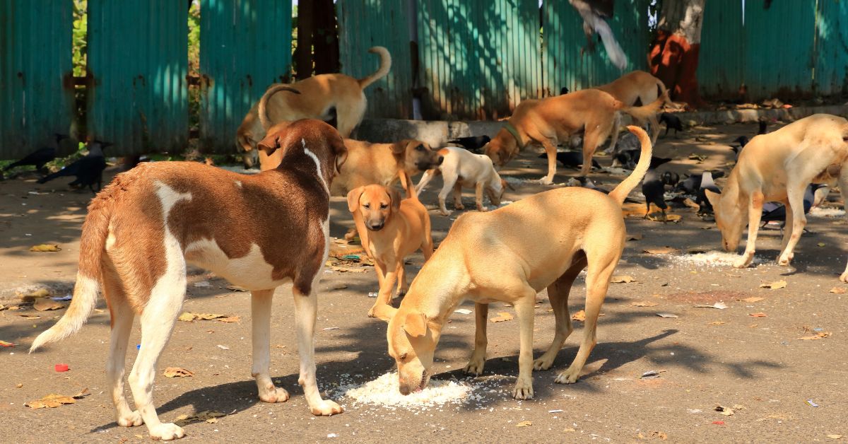 It’s not just about feeding hungry animals, it’s about teaching children something vital.
