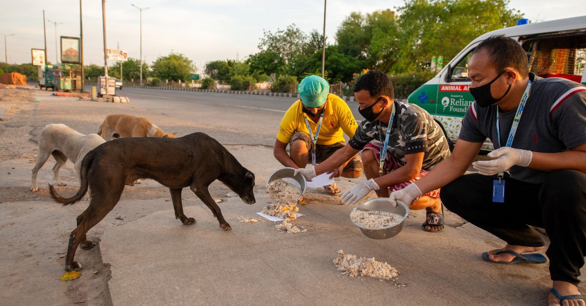 Schools are encouraged to coordinate with the District Animal Resource Development Department to ensure that the strays 