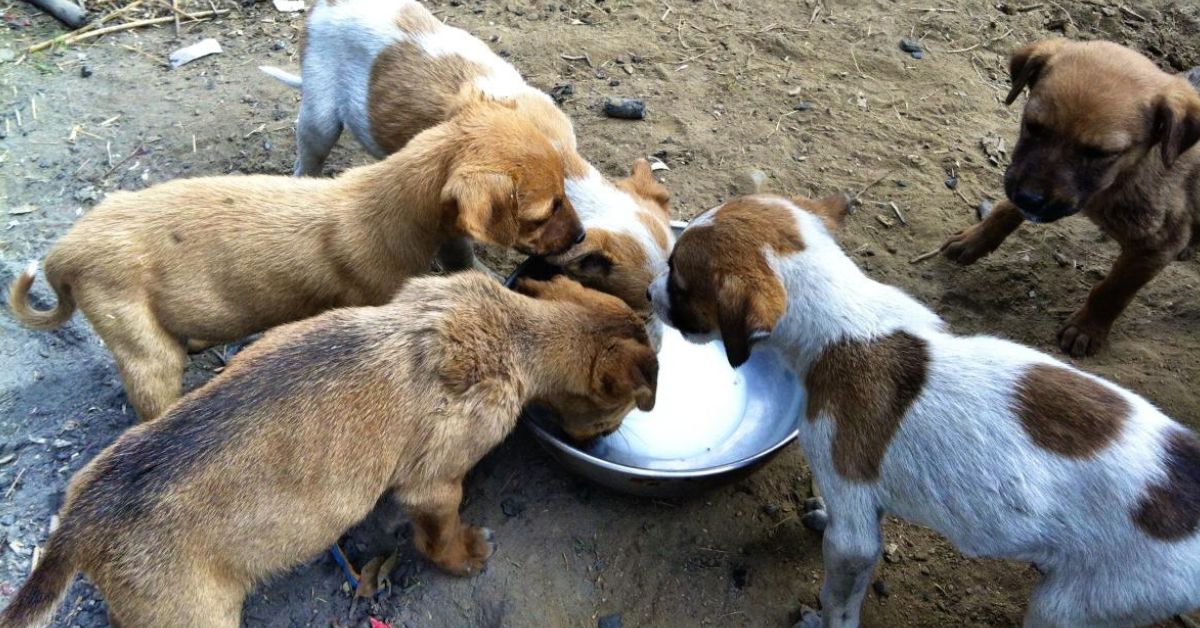 When children see adults treating strays with kindness, they are more likely to adopt that behaviour themselves
