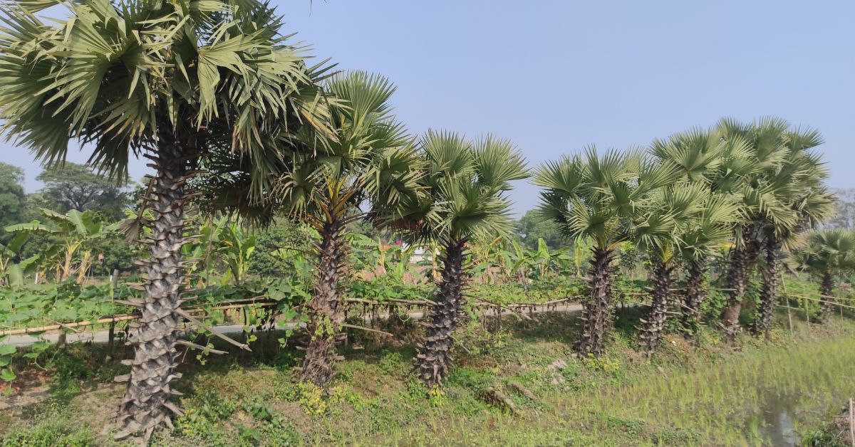 पल्मायरा के पेड़ सड़कों के सौंदर्यीकरण को जोड़ सकते हैं।