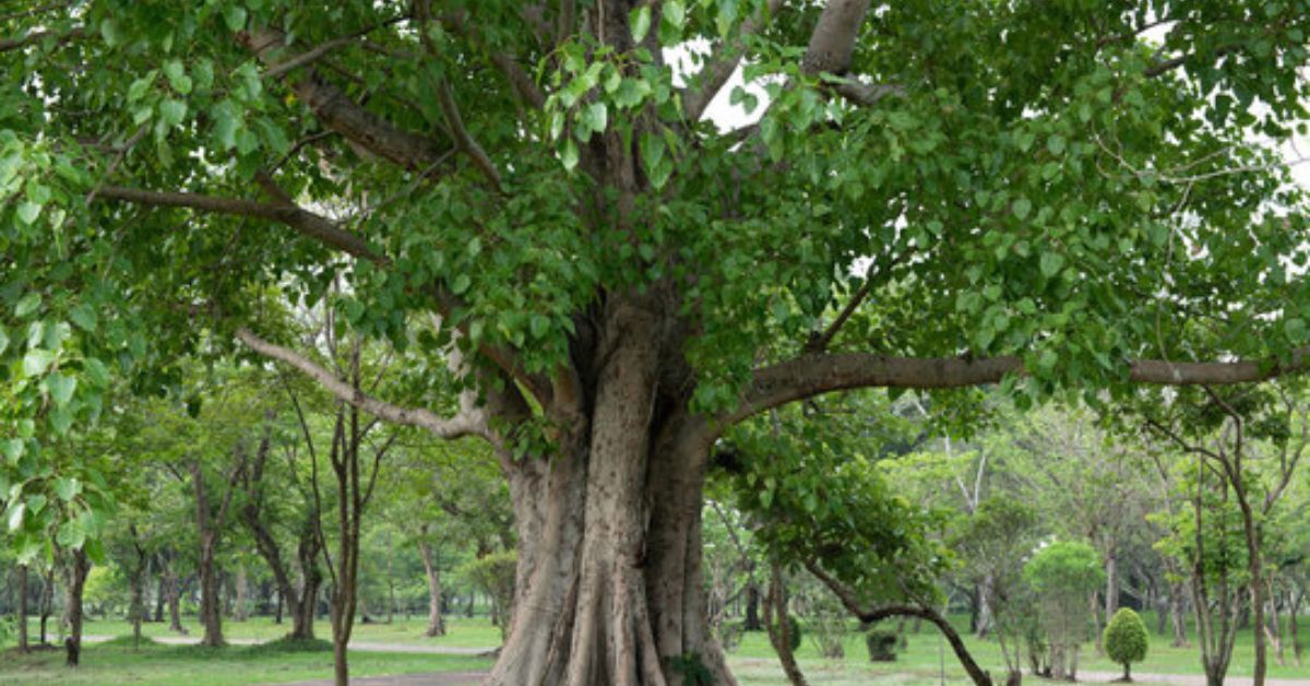 From cultural significance to giving shade, Peepal tree is an important part of Indian landscape.