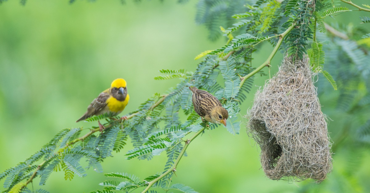 Local species of plants attract more birds and insects to build their nests.