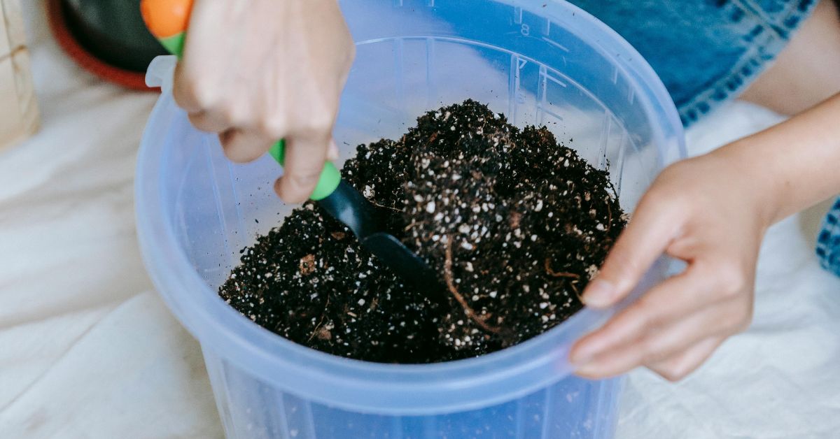 Preparing the soil is an important part while growing Arbi.