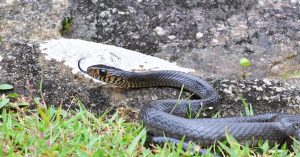 Why Kerala’s Move to Celebrate a Common Snake Could Shift How India Thinks About Reptiles