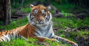 How India Became Home to 75% of the World’s Tigers by Doubling Their Numbers in 10 Years