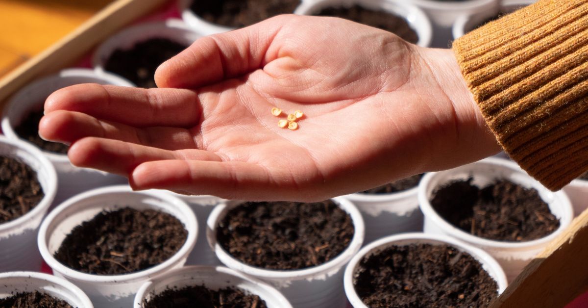 Residents in Indian cities are collecting seeds at home to cultivate the native species of chillis, tomatoes, basil, bhindi, and white brinjal.