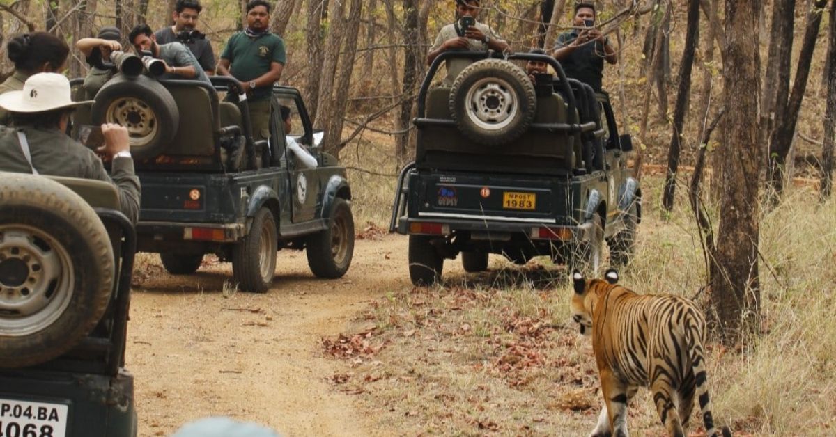 One needs to be extra careful during jungle safaris keeping in mind that wild animals can be unpredictable.