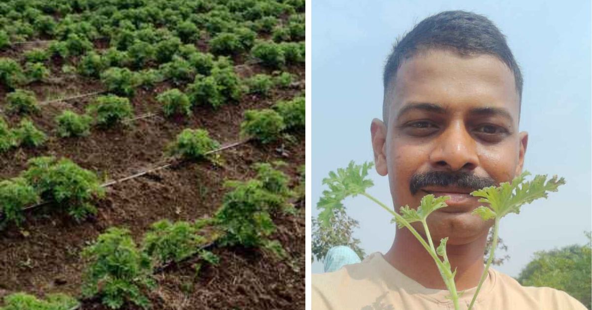 Geranium farming in Chhattisgarh