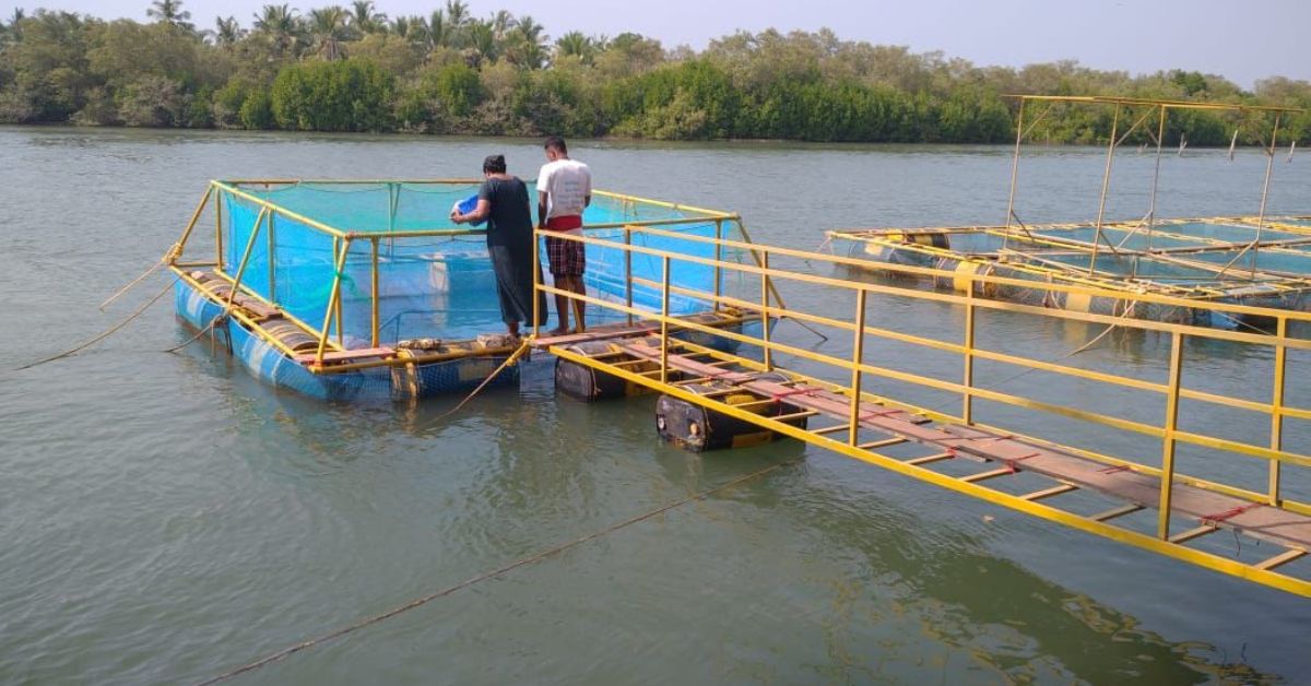Caged fish farming, Dinil explains, is a method of cultivating fish in a controlled environment.