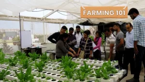 How to Start Aquaponics Farming: Grow Veggies & Fish With 80% Less Water