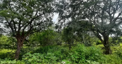 From deep-rooted peepals to delicate bird nests, Dol Ka Badh reveals the science and soul of an intact ecosystem.
