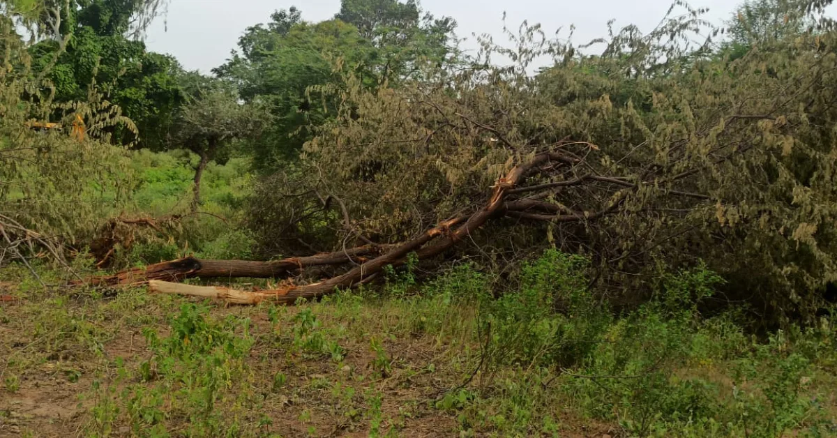 One tree down is not just wood lost — it’s decades of life, shelter, and soil balance gone in minutes. Some things don’t grow back.