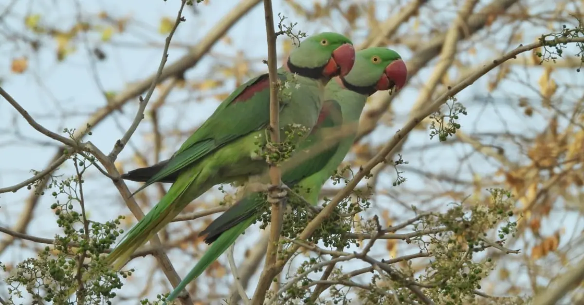 Near-threatened and rarely spotted in cities, the Alexandrine Parakeet still finds a home in Dol Ka Badh.