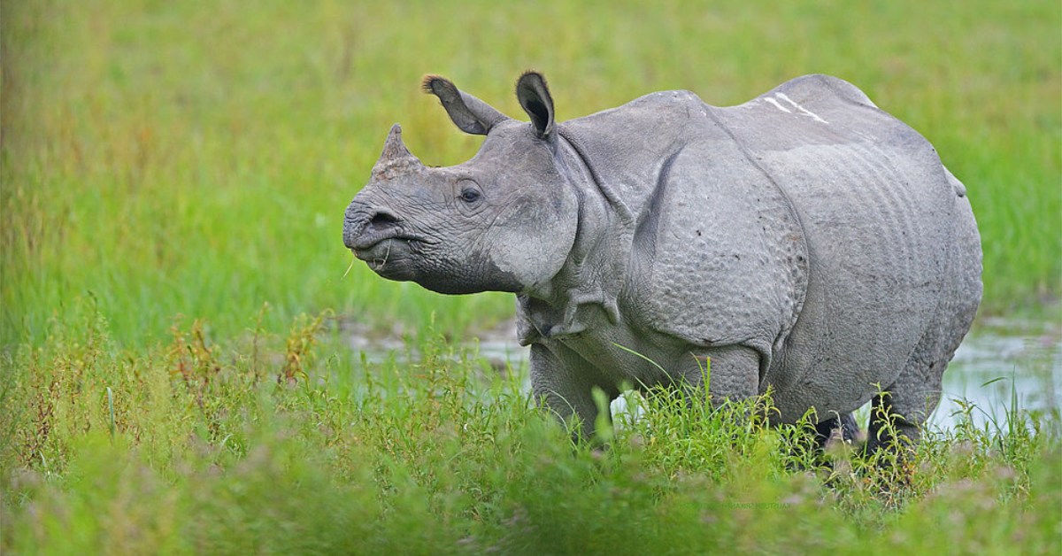 Home to over 2,600 one-horned rhinos, Kaziranga attracts global attention for its conservation success.