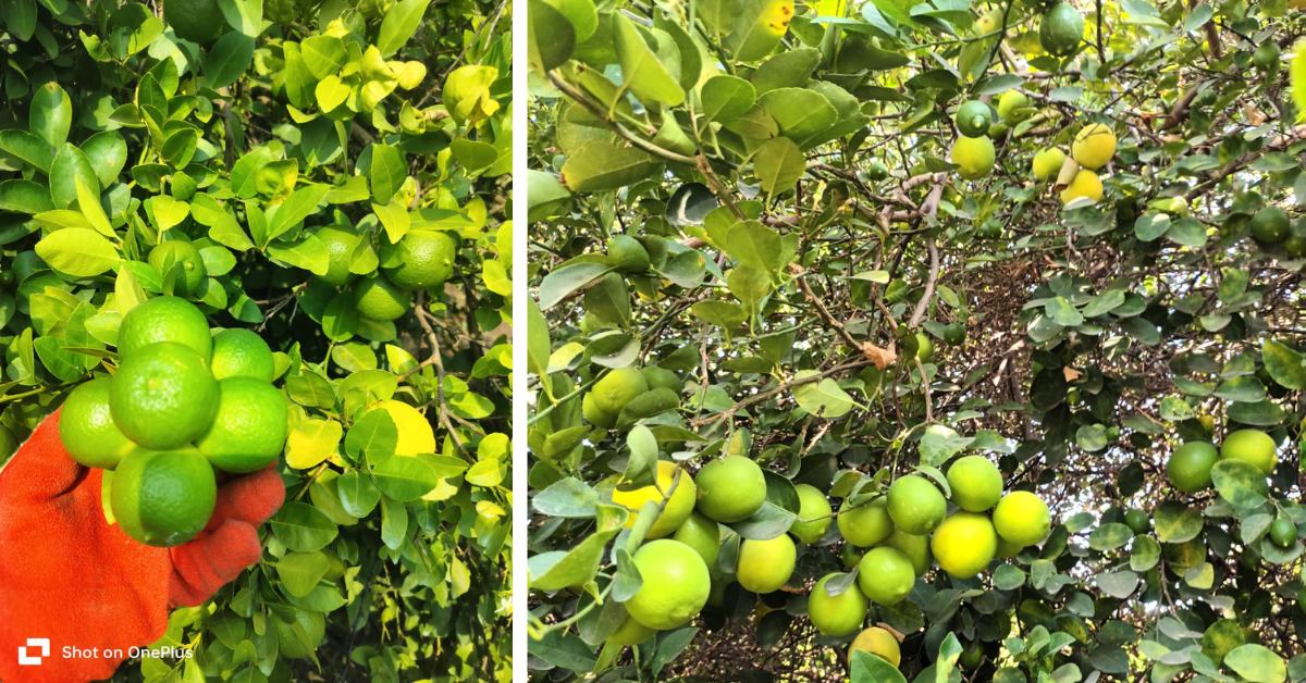 The Phule Sharbati variety, developed by MPKV Rahuri, offers higher yields, thinner rind and strong tolerance to citrus canker — a major pest risk for lemon growers.