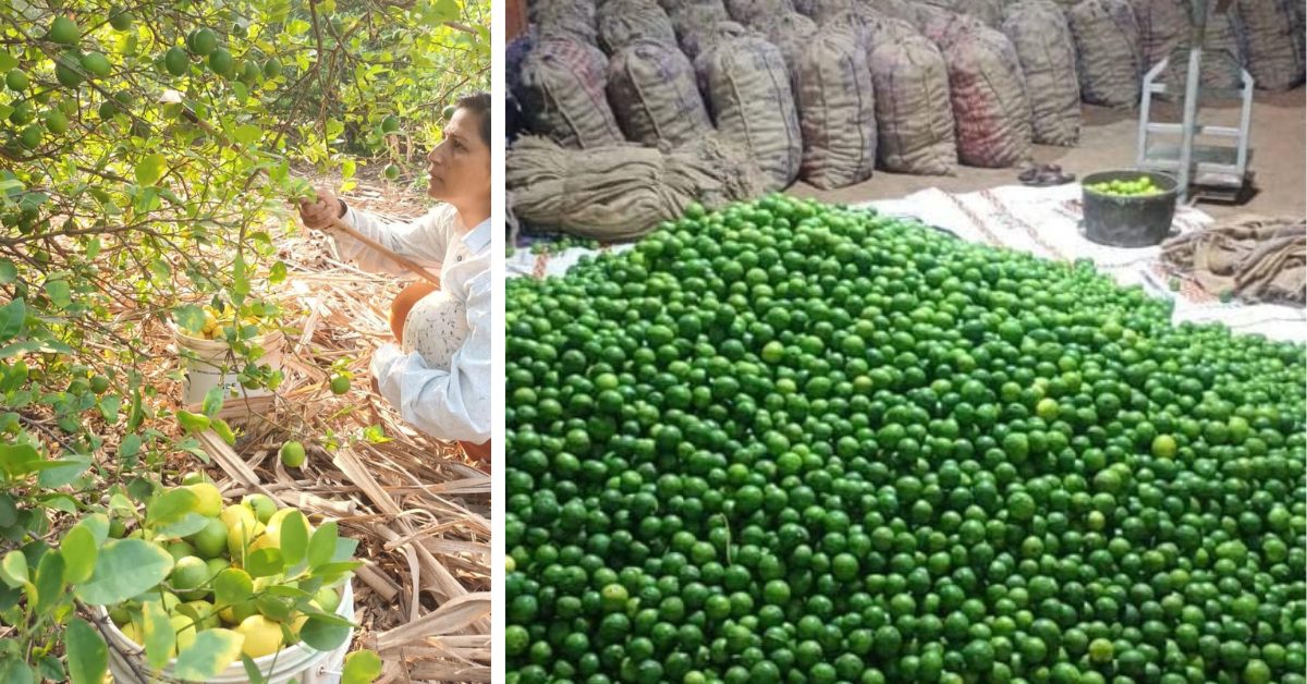 The growing demand for technical know-how has turned many Pothre farmers into informal consultants for nearby villages taking up lemon cultivation.