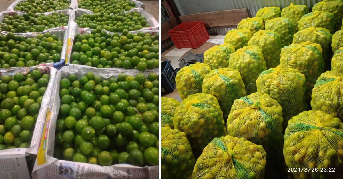 In peak seasons, hundreds of sacks like these are filled daily, ready to be transported to markets across Maharashtra, Rajasthan and beyond.