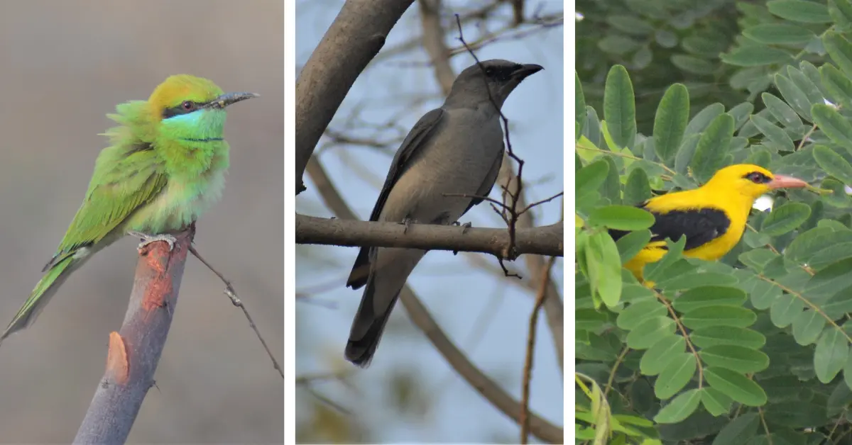 From seasonal migrants like the cuckoo to the glints of golden orioles, Dol Ka Badh surprises with its seasonal sightings.