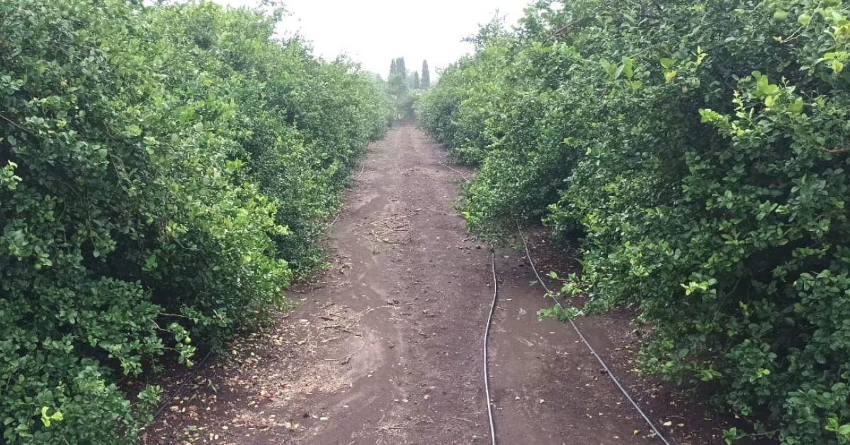 Pothre’s dry, black soil—once unsuitable for water-intensive crops—proved ideal for lemons, which need less irrigation and can tolerate arid conditions.